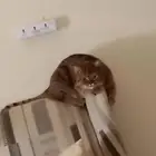 قطط لتبني