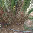 نخل فسايل ونقايل