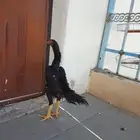 ديك شامو هزاز هزاز