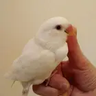 روز أنثى أليفه جدا مناسبه للأطفال بداية فطام وهدد باأغراضها