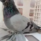 انثى لونق فيس