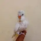 كروان  بادجي فروخ