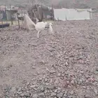 نعجه والد للبيع