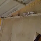 طيور زيبرا