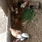 ديوكه بلدي الواحد 35 لا يجي ألا الصامل