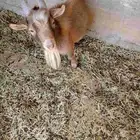 للبيع تيس قزم المزاحميه