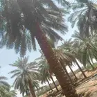 يوجد لدينا عمال يجيدو الصرام