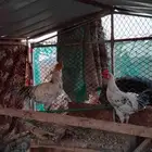 سلام عليكم البيع دجاج دجاجه وديك