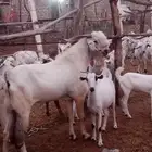 تيس فحل فاخرة