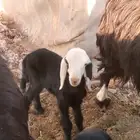 ضأن مع عيالها