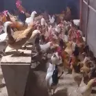 دجاج بلدي بياض