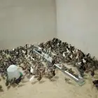 صوص بلدي وفيومى للبيع عمره 10ايام محصن والصحه شرط