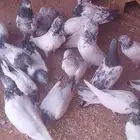رماح