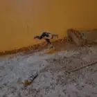 ديك باكستاني سندي