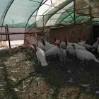 للبيع رومي العدد 10 ذكور 15 أنثى القصيم الشيحية