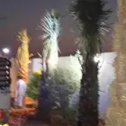 نخيل للبيع وشاري يسوم جمله وتفرد حتا واحده