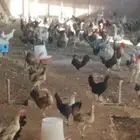 دجاج بياض صحه ممتازة تحصين كامل التواصل عن طريق الواتس