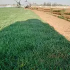 ثيل طبيعي الخرج الدرجه الاولى