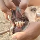 للبيع غنم حريات العدد 2