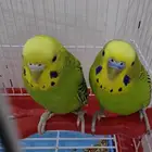 بيع طيور