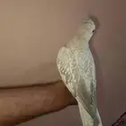 كروان هولندي منتج