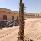 توريد وزراعة جميع انواع النخيل المثمرة كم نوفر لكم الكميات ا