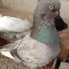 جوز لونق فيس