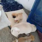 بكينيز