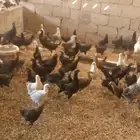 ماشاء الله دجاج بلدى والمنيوم وفيومي أعمارهم خمس شهور ونص