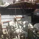 غنم حرش العدد 7 وفيها اثنين صفر فيها ارتفاع بين واسنانها مسا