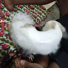 كلب شواوا للبيع لعوب العمر سنتين
