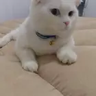 قط سكوتش فولد