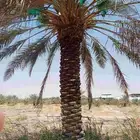 نخل جثايث وفسايل ونقايل جمعيها منتجه