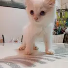 قطط شيرازي للبيع
