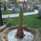 زراعه نخيل عربي واشنطني واعمال الشبوك وتوريدها