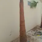 نخل الزينه بجميع المقاسات زرعه وصيانه في جميع أنحاء الرياض