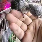 فرخ براكيت ب 200 ريال تم البيع