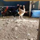 دجاج باكستاني سندي بياضضض مشروططط