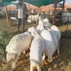 بهم حريات