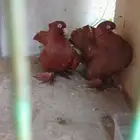 زوج كرنقو رستوفر احمر وزوج مفتل اصغر