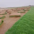 مزرعة ثيل طبيعي الخرج الدرجه الاولى