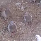 زغاليل سلفر