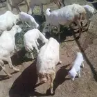 للبيع ست نعاج معها عيال