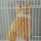 ارنب للبيع(للتربيه فقط ليس للذبح) مع القفص