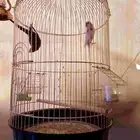 جوز بادجي منتج