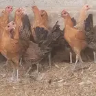 دجاج فيومي ذهبي من النوادر