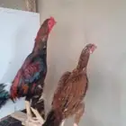 دجاج شامو ياباني