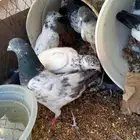 للبيع حمام باكستاني