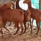 جفار محايليات دهم للبيع الشعيبه جنوب جدة
