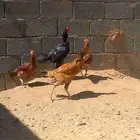 السلام عليكم اعرض دجاج باكستاني ديك وا ثلاث دجاجات